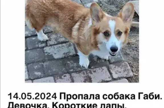 Пропала собака, Ивантеевка, тел. 7(916)960-69-63