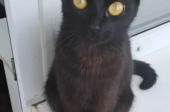 Пропала черная кошка: 1-я Линия, 10А