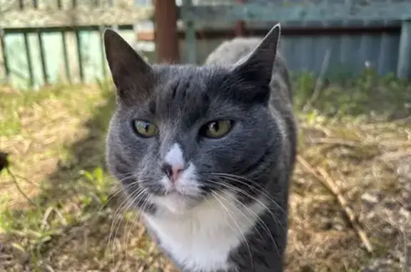 Пропала кошка: Л. Голикова, 104