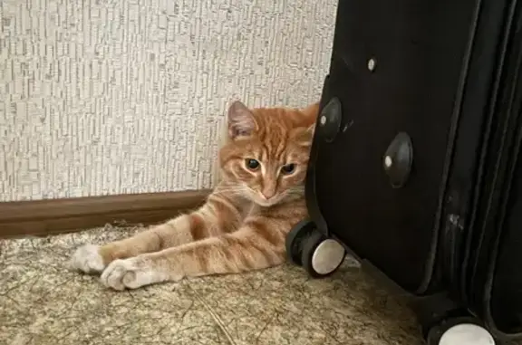 Найден рыжий кот, Красноярск