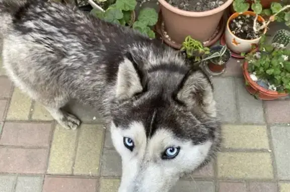 Найдена собака: пр-т Ставского, 52