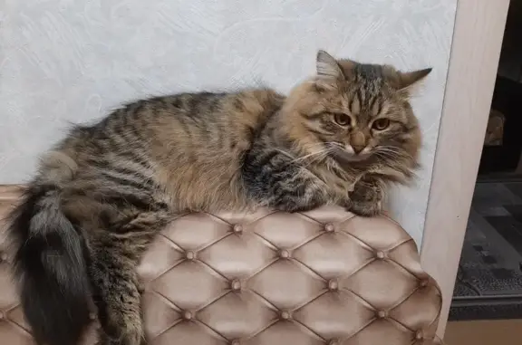 Пропал кот: Терешковой, 21, Кострома
