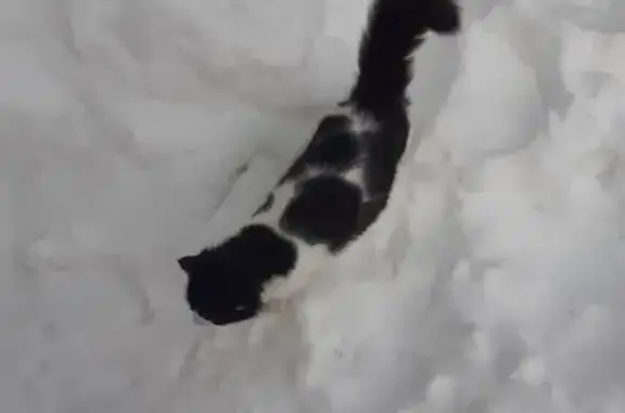 Пропала кошка: 1-й Черноморский, 41