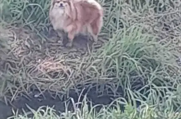 Собака найдена: берег реки Сехи, Шуя