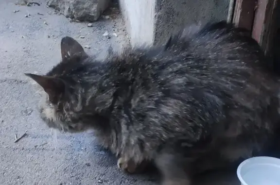 Найдена кошка: Глинки, 4, Пермь