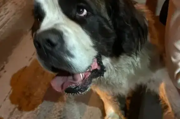 Найдена собака: Богунская, 33