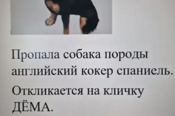 Пропала собака в Сосновке, ЭСНТ 
