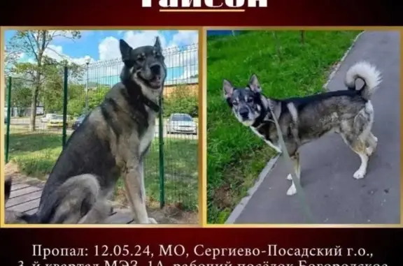 Пропала собака на Боровицкой, Мск