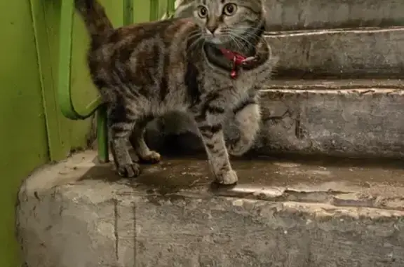 Найдена кошка: ул. Некрасова, 77