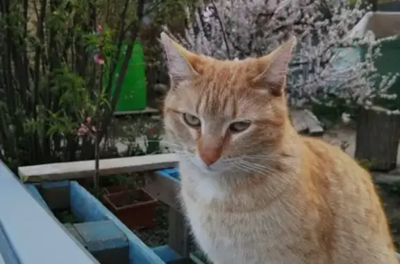 Пропала рыжая кошка: Новоаннинская, 20
