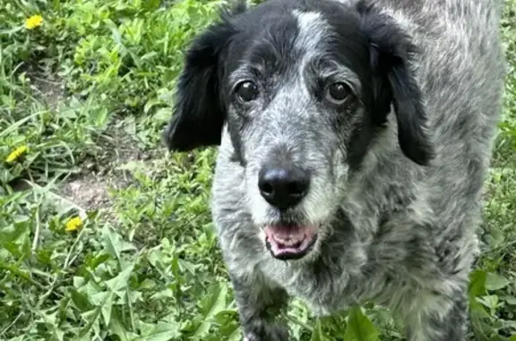 Найдена собака: Кировоградская, 42 к3