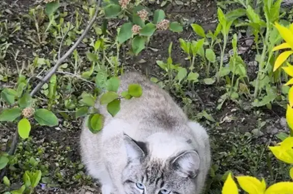 Найдена кошка, Московская обл.