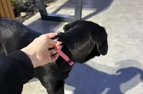 Найдена собака в скейтпарке Мацеста