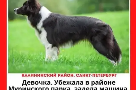 Пропала собака в Калининском, СПб