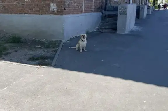 Найдена собака: Восстания, 121, Казань