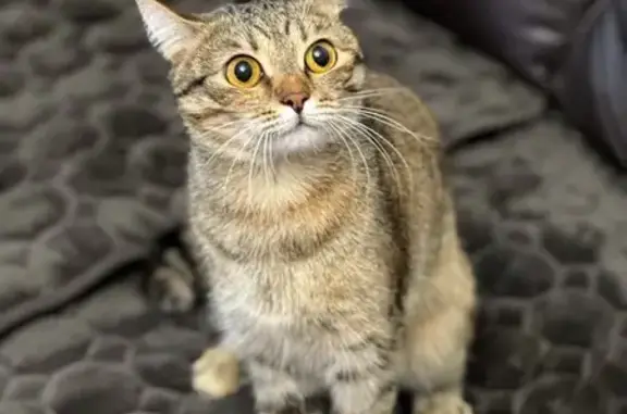 Кошки потеряшки, , фото: Потеряшка кошка в Казани, Татарстан