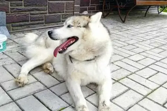 Найденные животные Новая Мыза, фото: Найдена собака, Шоссейная, Новая Мыза