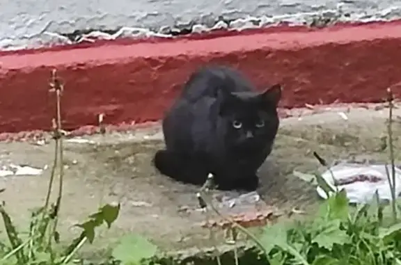 Найден чёрный кот: Фортунатовская, 17 с2