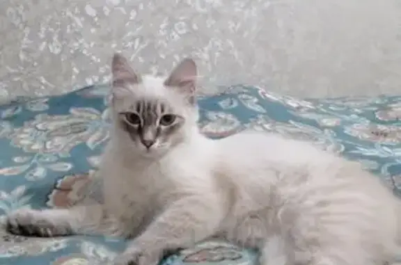 Кошки потеряшки, Таганрог, фото: Потеряшка кошка: Транспортная, 25А