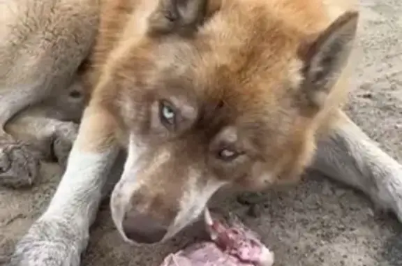 Найдена собака в Сапуголи, Татарстан