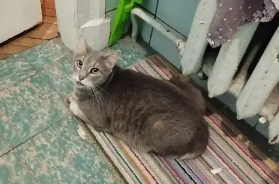 Кошки потеряшки, Санкт-Петербург, фото: Потеряшка кот: Кондратьевский пр., СПб