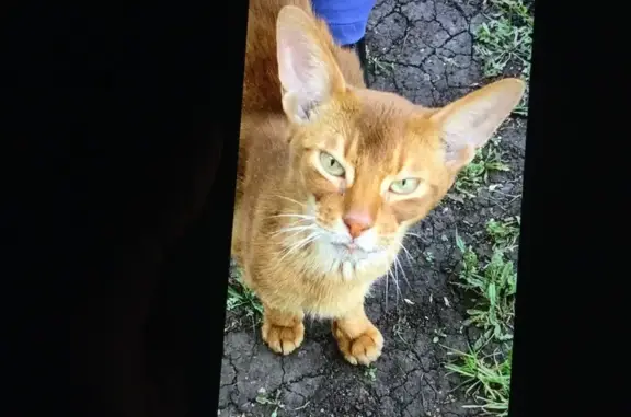 Найден рыжий абиссинский кот, Р-240