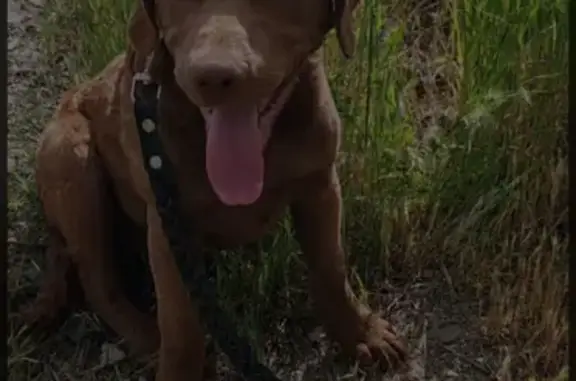 Собаки потеряшки, , фото: Потеряшка собака на Весенней ул.