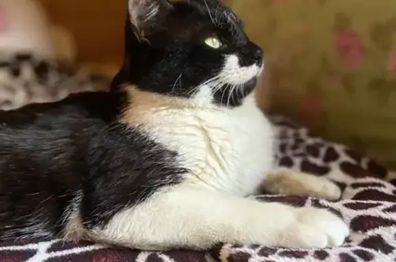 Найден домашний кот: ул. Горчакова, Хотьково