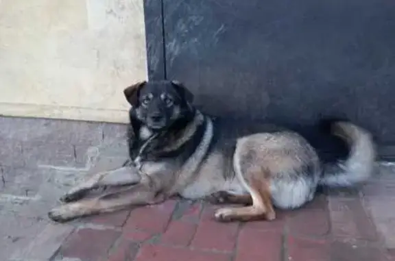 Пропала собака, Ставрополь