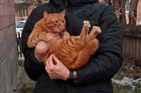 Пропал рыжий кот: Павла Баянова, 5