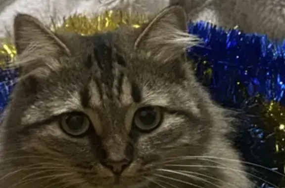 Пропала кошка: ул. Грекова, 36