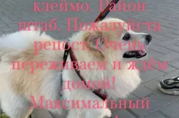 Пропала собака: Казанская ул., 16, Муром
