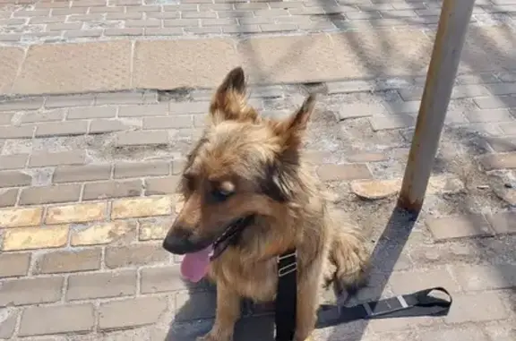 Найдена собака на Вокзальной, Фрязево