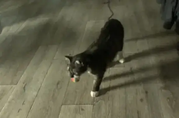 Объявления о пропавших и найденных животных, Кинельский, фото: Пропала кошка, Виноградная ул. 6