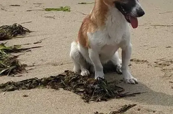 Пропала собака Майло, Владивосток