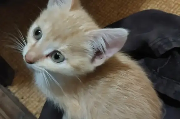 Кошка найдена: Первомайская 13, Верховажье