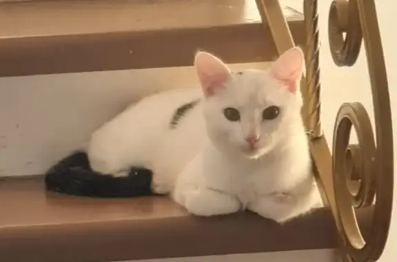 Кошки потеряшки, Санкт-Петербург, фото: Потеряшка кот, пр. Металлистов, 50, СПб