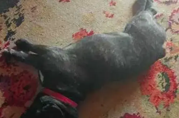 Найдена собака, Московская область, фото: Найдена собака, Ступино, МО