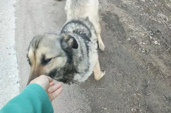 Найдена собака, Новосибирская область