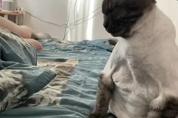 Кошки потеряшки, Киров, фото: Потеряшка кошка, ул. Возрождения, 6, Киров