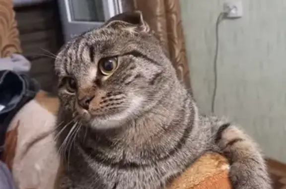 Кошки потеряшки, Павловск, фото: Потеряшка кошка Баксик, г. Павловск, 7