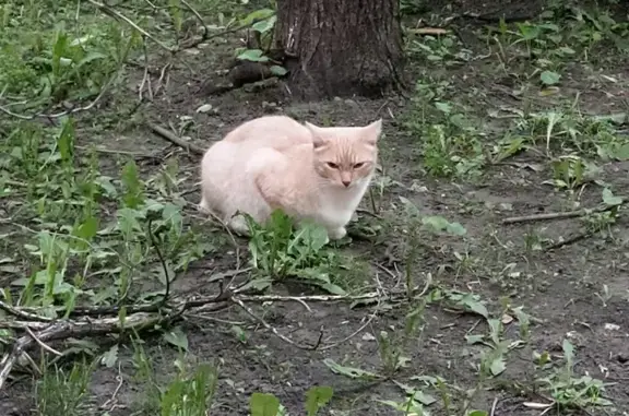 Найдена кошка, Москва