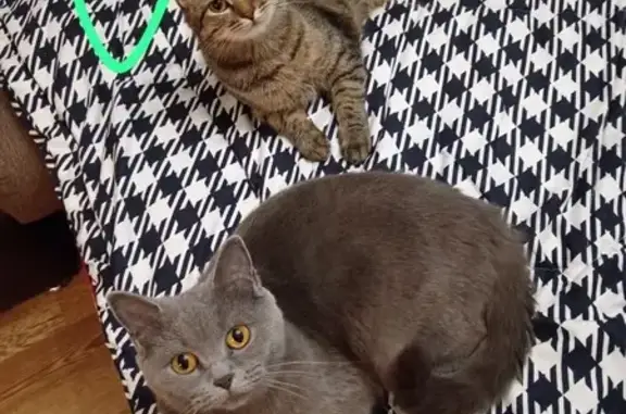 Кошки потеряшки, Набережные Челны, фото: Потеряшка кошка, Набережные Челны 22/03