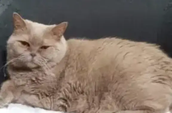 Найдена кошка, Красноярск, фото: Кошка найдена: Кольцевая ул., 24