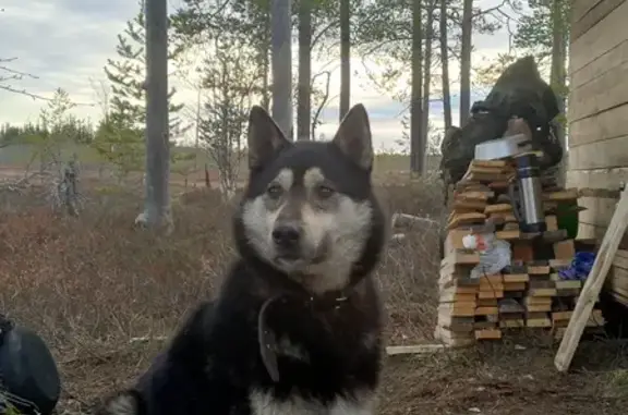 Пропала собака, Архангельская область