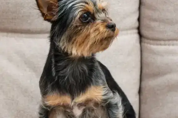 Собаки потеряшки, Пенза, фото: Йорк без хвоста пропал на Римского-Корсакова, 14