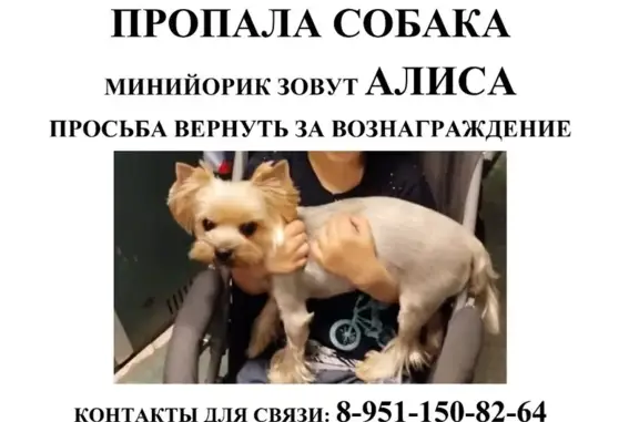 Пропала собака, Белгород