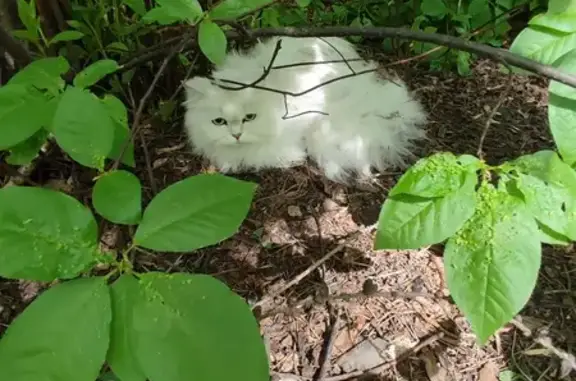 Найдена кошка, Иркутск