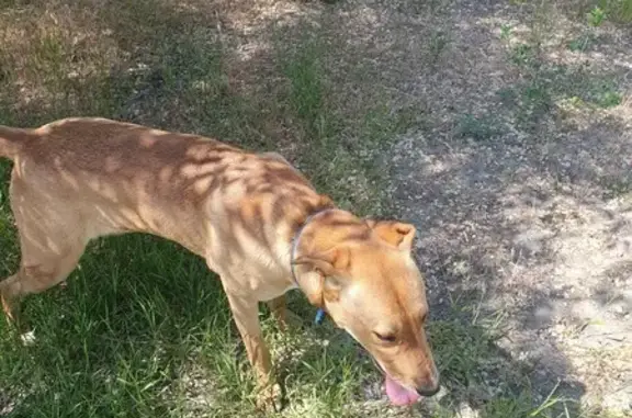 Найдена собака, Волгоград