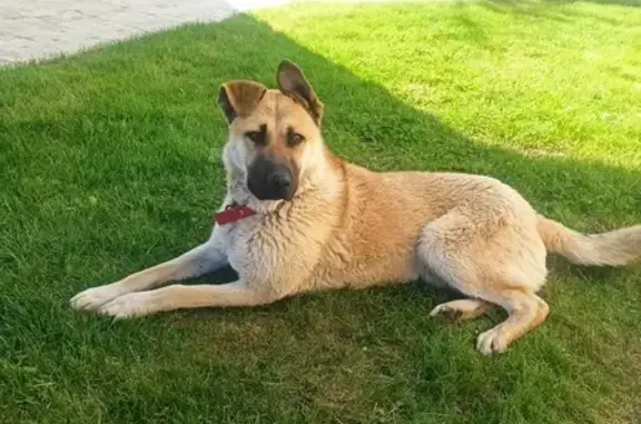 Найдена собака, , фото: Пёс с красным ошейником, 2-я Дорожная